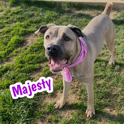 Photo of Majesty