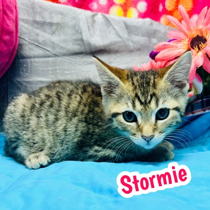 Photo of Stormie