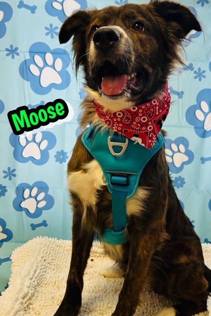 Photo of Moose