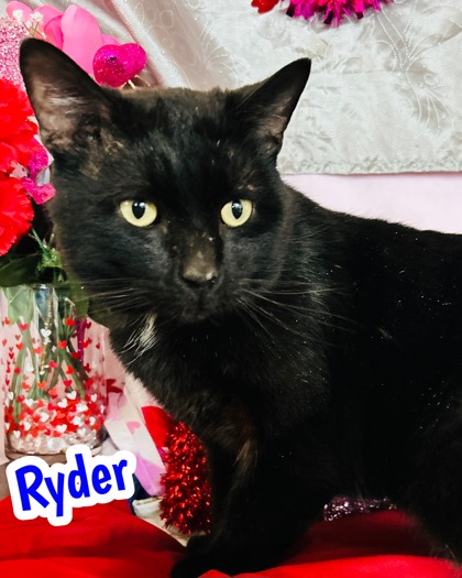Photo of Ryder