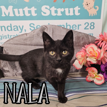Photo of Nala
