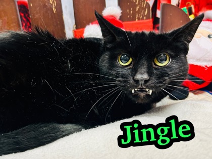 Photo of Jingle