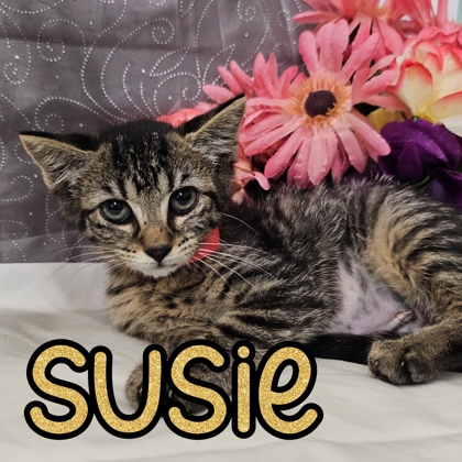 Photo of Susie