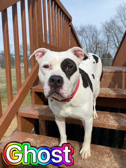 Photo of Ghost