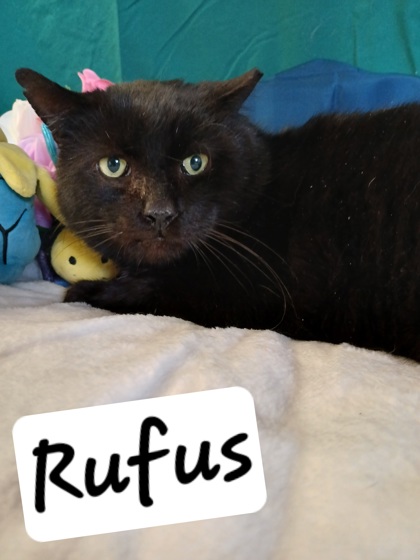 Photo of Rufus