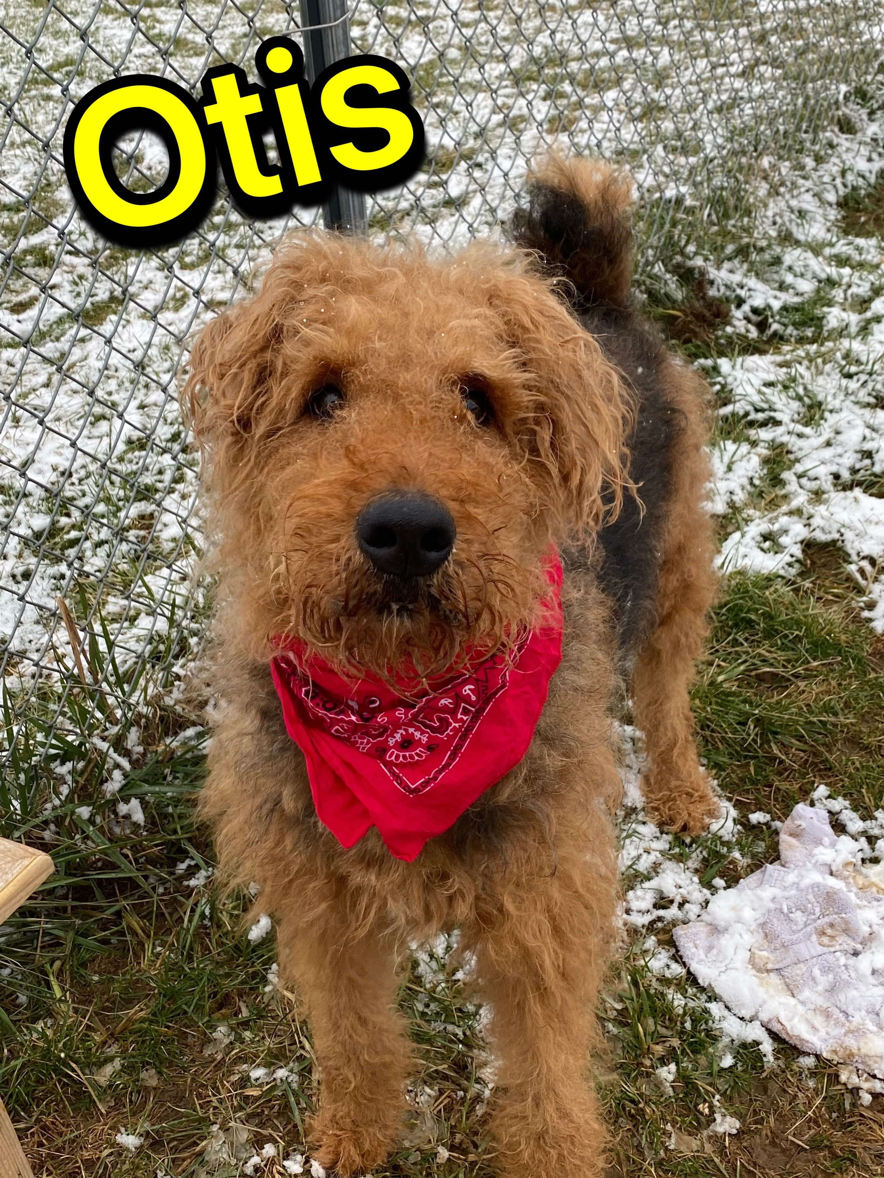 Photo of Otis