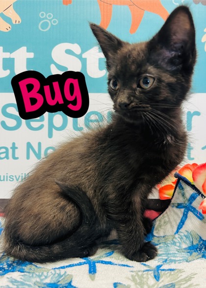 Photo of Bug