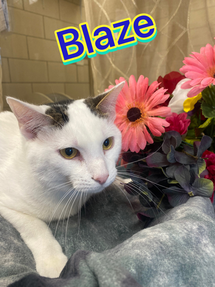 Photo of Blaze