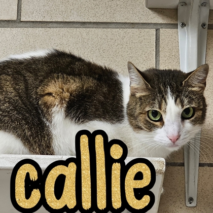 Photo of Callie