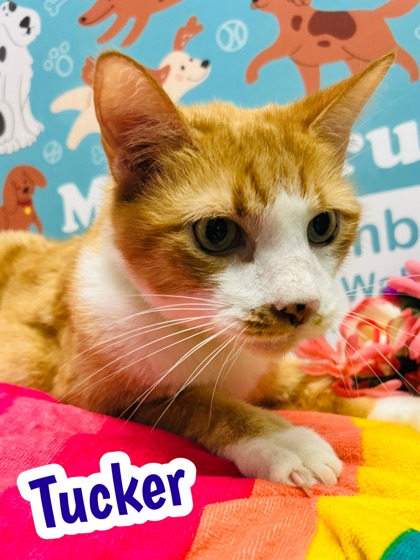 Photo of Tucker