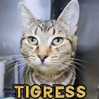 Photo of Tigress