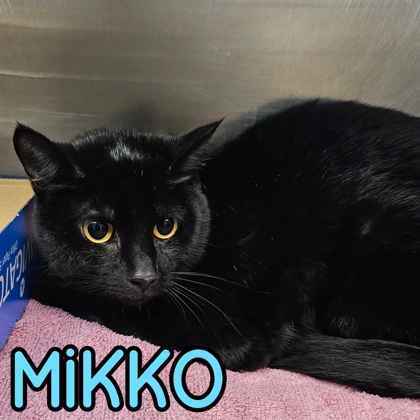Photo of Mikko