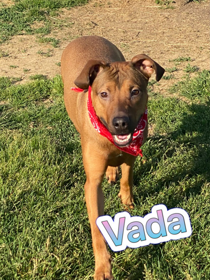 Photo of Vada