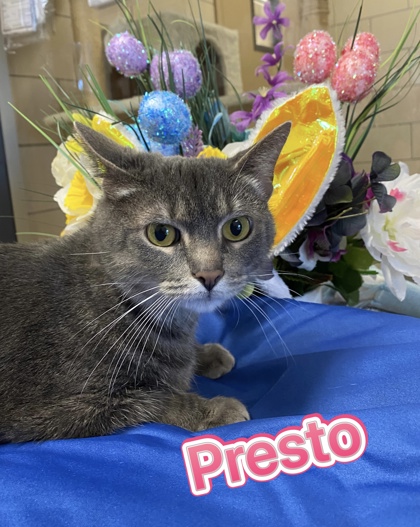 Photo of Presto