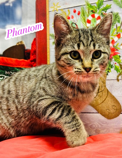 Photo of Phantom