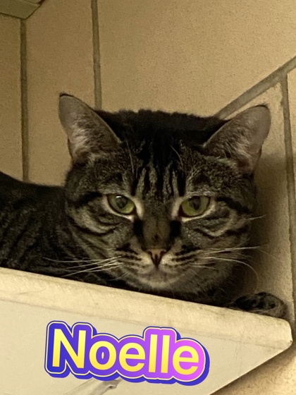 Photo of Noelle