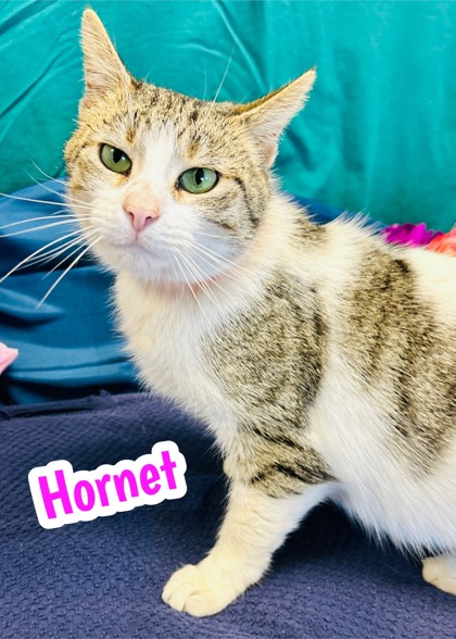 Photo of Hornet