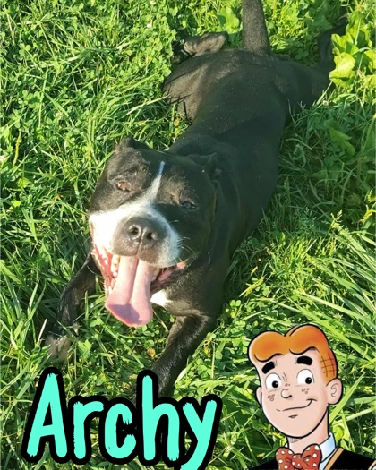 Photo of Archy