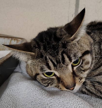 Photo of Burrito