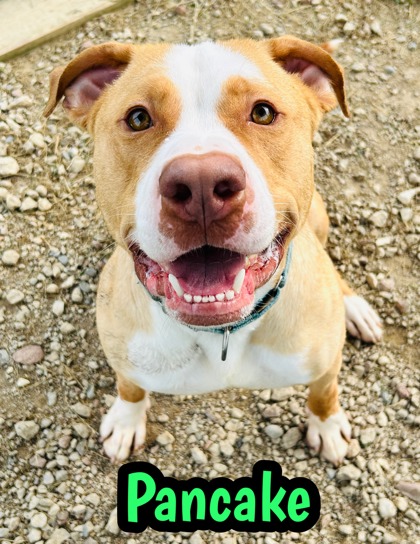 Photo of Pancake