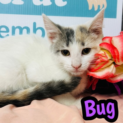 Photo of Bug