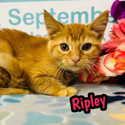 Photo of Ripley