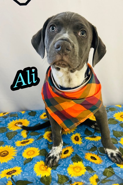 Photo of Ali
