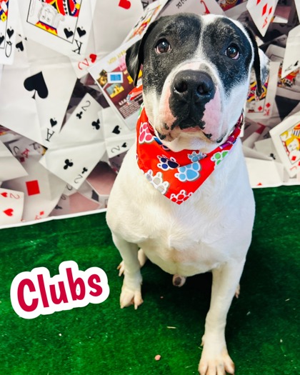 Photo of Clubs