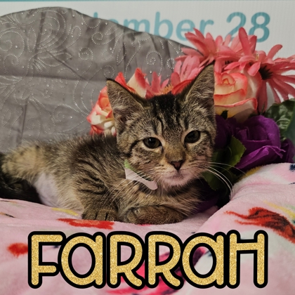 Photo of Farrah