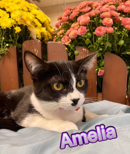 Photo of Amelia