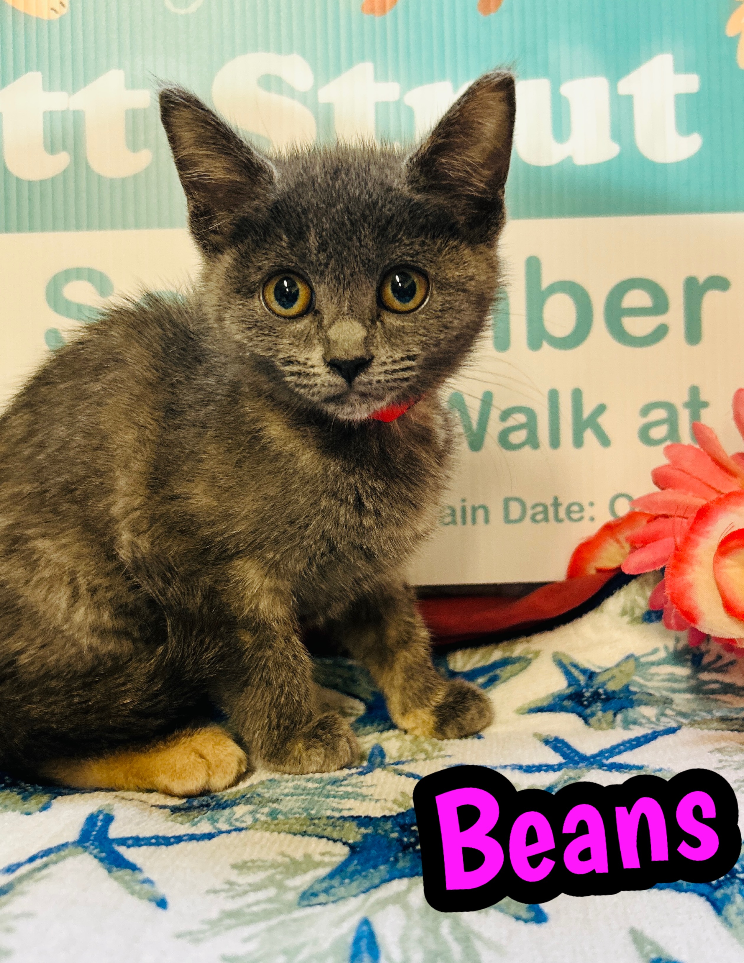 Photo of Beans