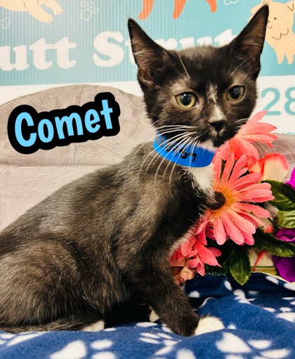 Photo of Comet