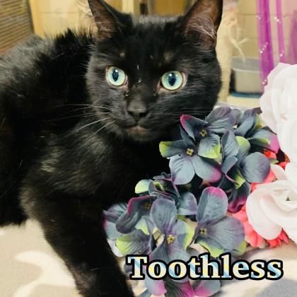 Photo of Toothless