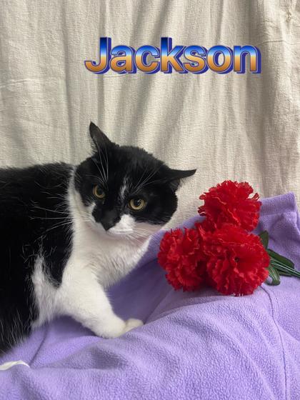 Photo of Jackson