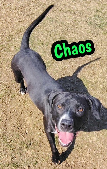 Photo of Chaos