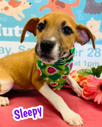 Photo of Sleepy