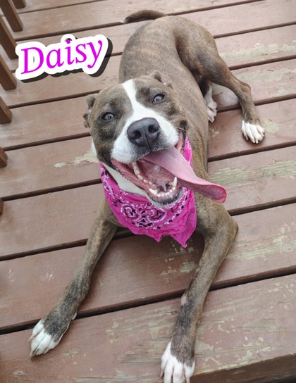 Photo of Daisy