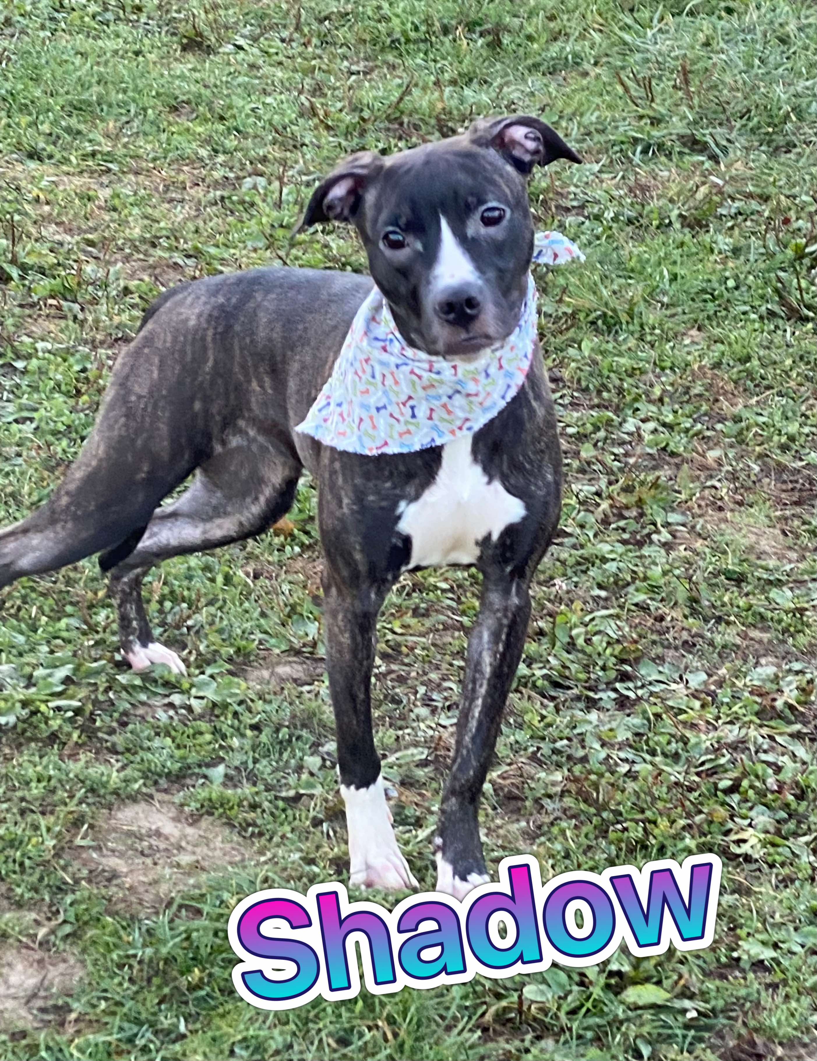 Photo of Shadow