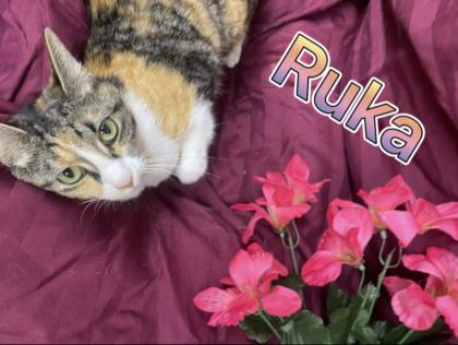 Photo of Ruka