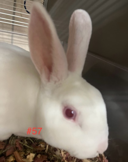 Photo of Rabbit 57