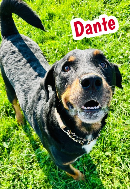 Photo of Dante