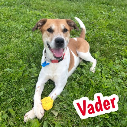 Photo of Vader
