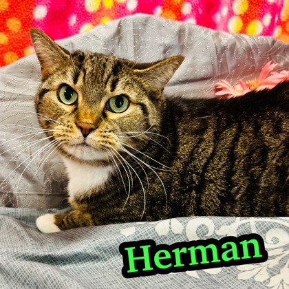 Photo of Herman