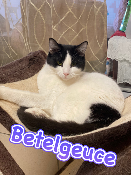 Photo of Betelgeuce