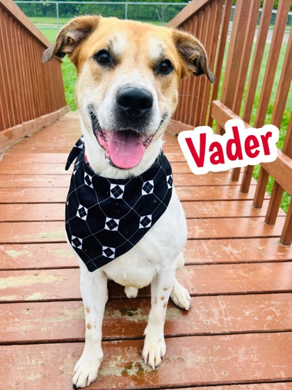 Photo of Vader