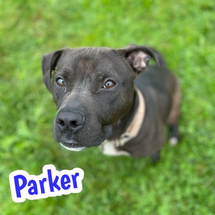Photo of Parker