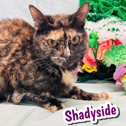 Photo of Shadyside