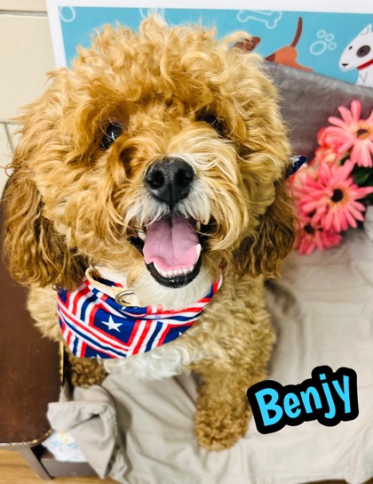 Photo of Benjy