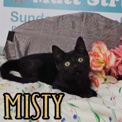 Photo of Misty