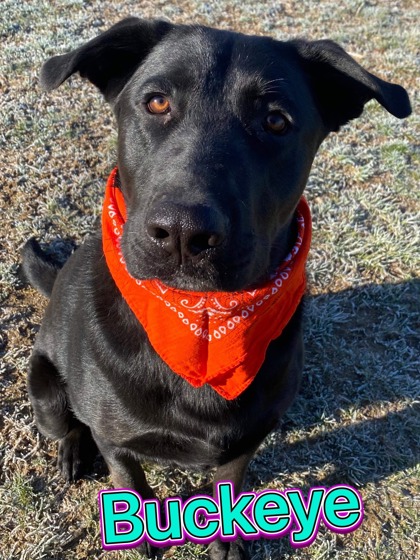 Photo of Buckeye